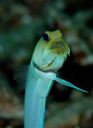 Image of a male yellow head jawfish with a mouthful of in... by Bill Miller 